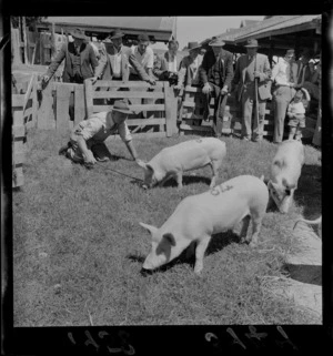 Pigs at Carterton Agricultural and Pastoral Show