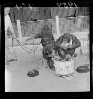 Three chimpanzees being held on a leash by an unidentified zookeeper; one is sitting on drum and mouthing a booklet while another plays with the drumstick, Wellington Zoo