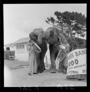 Two elephants with two unidentified men with tubas; a sign beside has the words 'brass band' on it