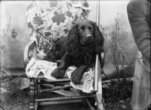 A spaniel on a chair, with a rifle alongside, possibly Christchurch