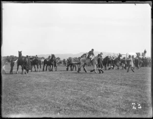 View of men in fancy dress climbing on their Clydesdale horses, one with cover 'Newrick's Sunshine', at the [Hastings?] racecourse, Hawkes Bay