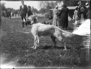 English setter, possibly at show, Hastings