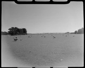 Grazing sheep, near Fairfax, Southland