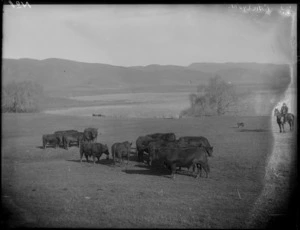 Cattle in a field with man on a horse and dog, reed filled lake beyond, Poukawa, Hawke's Bay District