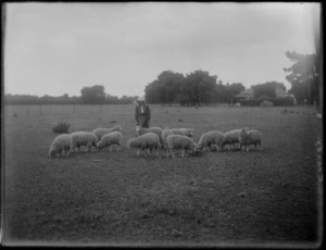 Woman [Colley?] in a field with sheep, Poukawa, Hawke's Bay District