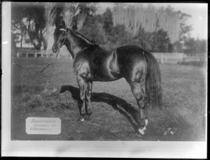 Race horse Demosthenes, owned by C P Donnelly, Hawke's Bay District
