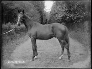 Photo of a Birkelot Colt horse on dirt road, Hawke's Bay District