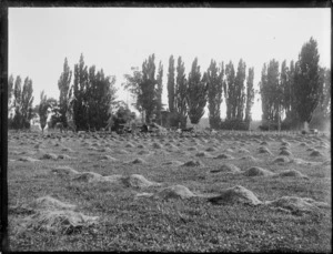 Field crop grain piles in a field, showing a group of unidentified men working with machinery and horses in the background, Pakowhai, Hastings