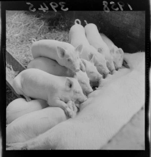Litter of piglets at Carterton Agricultural and Pastoral Show