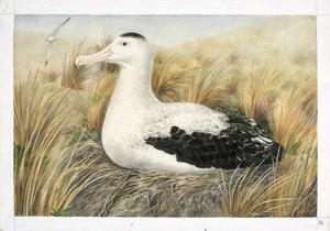 Daff, Lily Attey, 1885-1945 :Wandering albatross [seated on its nest. ca 1933]