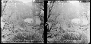 Beech forest, with a corrugated iron hut and wooden structures in foreground, [Milford Track, Fiordland National Park, Southland District?]
