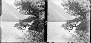 Beech trees overhanging a lake, [Fiordland National Park, Southland District?]