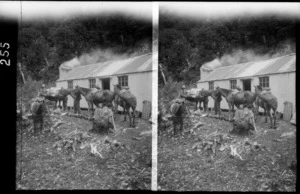 Unidentified men with horses and dog, outside a corrugated iron hut, in native forest, [Milford track, Fiordland National Park, Southland District?]