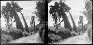 A road alongside a lake [Lake Wakatipu, Queenstown - Lakes District?], bordered by trees covered in epiphytes