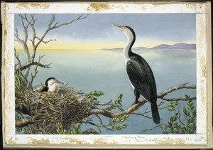 Daff, Lily Attey, 1885-1945 :[Pied shag with chick and nest on pohutukawa, ca 1933]