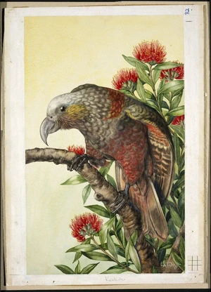 Daff, Lily Attey, 1885-1945 :[South Island kaka on rata in flower, ca 1933]