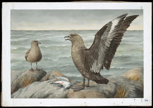 Daff, Lily Attey, 1885-1945 :Skua gull. [ca 1933]