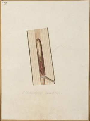 [Abbot, John] 1751-1840 :S. crassinaformis. Larva et pupa. [ca 1830]