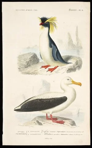 Travies, Edouard, 1809-1868? :6eme ordre - Palmipedes. 1. Plongeurs; Gorfou sauteur (Aptenodytes chrysocoma, Gm) 1/4 de gr. nat.; . 2. Longipennes, albatros Mouton (Diomedea exulans, L), 1/3 de gr. nat. Edouard Travies pinx., Fournier sc. Dict. Univ. d'Hist. Nat. Oiseaux, Pl. II. Folliau imp. [Paris, C Renard, 1839-1849]