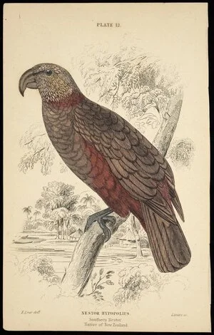 Lear, Edward, 1812-1888 :Nestor hypopolius; Southern nestor, native of New Zealand. Plate 12. E Lear delt; Lizars sc. [Edinburgh, 1836]