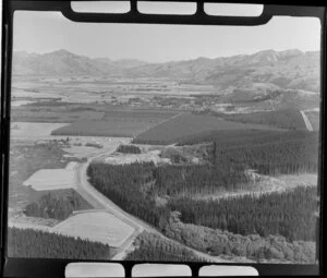 Forested area around township, Hanmer Springs, Canterbury