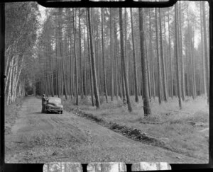 Morris Minor car and driver on road through pine trees, Hanmer Springs, Canterbury