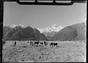 Fox Glacier, West Coast Region, showing Mount Cook and cows from Flat