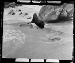 Gillespies beach, South Westland, showing a seal with flippers on rock