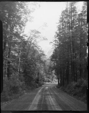 Lewis Pass, Maruia, Buller District, showing road and tall trees
