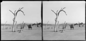 Unidentified man on horse on beach with dead trees, Catlins area, Clutha District, Otago Region