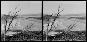 Unidentified beach with trees in foreground, Catlins area, Clutha District, Otago Region