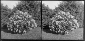 White rhododendron plant in garden of photographer William and Lydia Myrtle Williams' Royal Terrace house, Kew, Dunedin, Otago Region