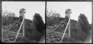 Owen William and Edgar Richard Williams climbing on washing line in garden at Williams' Royal Terrace garden, Kew, Dunedin, Otago Region