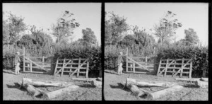 Man at the gate of a field, Brunswick, Wanganui Region