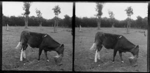 Cow eating from a bucket, Brunswick, Wanganui Region