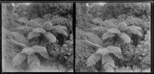 Punga tree ferns, Brunswick, Wanganui Region