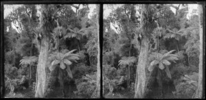 Punga tree ferns and native trees, Brunswick, Wanganui Region