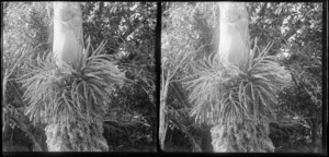 Ferns, growing on tree trunks, Brunswick, Wanganui Region