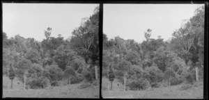 Two boys, sitting on a grassy slope and looking out over bush, Brunswick, Wanganui Region