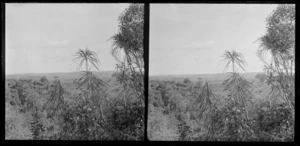 Area of native bush, Brunswick, Wanganui Region