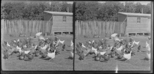 Hens in a fenced-off area, Brunswick, Wanganui Region