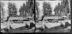 Men standing around six yoked cattle beside a ramshackle shed under pine trees in a mountainous area [Routeburn area?]