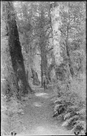 William Williams on the Milford Track near Glade House