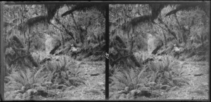 Unidentified man walking through moss-covered beech forest, Milford Track, Fiordland National Park