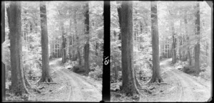 Narrow dirt road through a beech forest, unidentified location