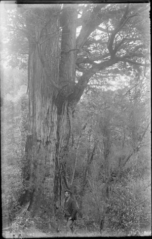 Unidentified man with axe standing beside a large tree, unknown location