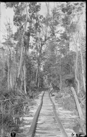 William Williams walking on a bush tramway line with wooden tracks [Price's Bush, Akatarawa Valley, Wellington region?]