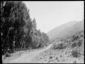 Glentui, Ashley District, showing tussock landscape, bush and road