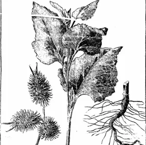 I £ f L_^~~__J  l-'ig. I. Foliage and root of young plant (much reduced). 2. Cluster of fullgrown bum (natural size). (Manawatu Herald, 14 December 1893)