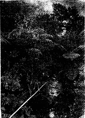 Ferns—Whangarei, Auckland. (Manawatu Herald, 03 April 1894)